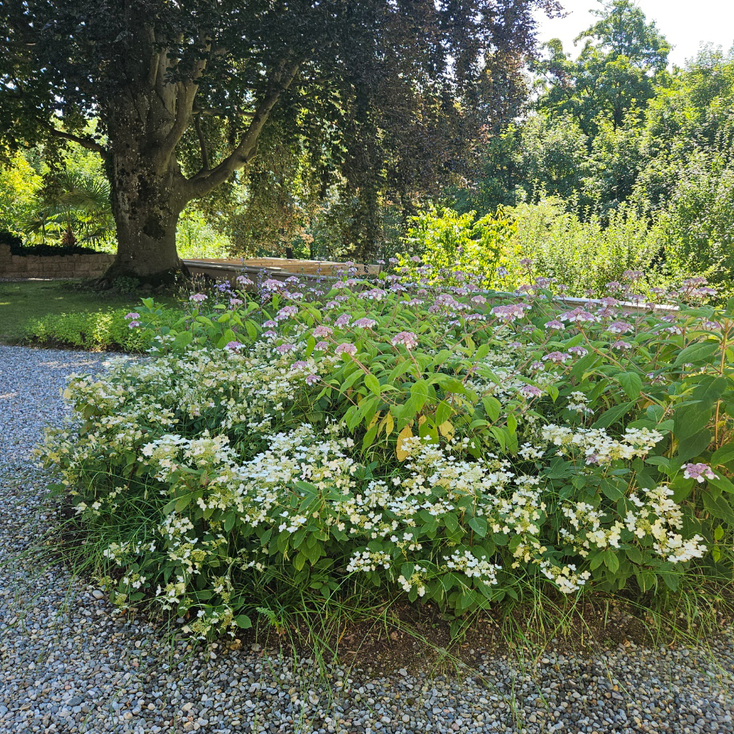 Garten Bruderholzallee Basel